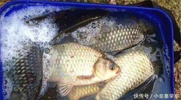 蚯蚓|野钓鲫鱼为何全是送漂,黑漂和钝口很少道理很简单!