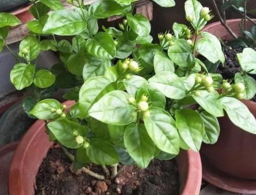  不用|阴雨天，这4样花不用急着往家搬，淋淋雨，开花反而更娇艳