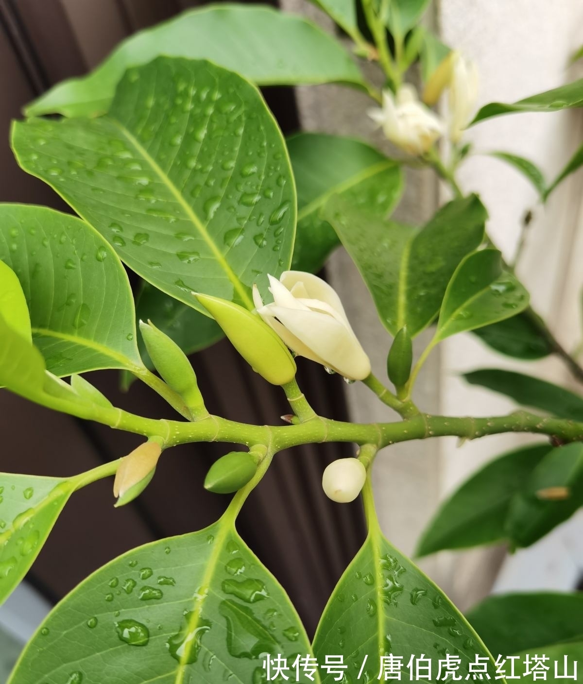 4种花颜值高,但是养护起来太难,新手最好别入!