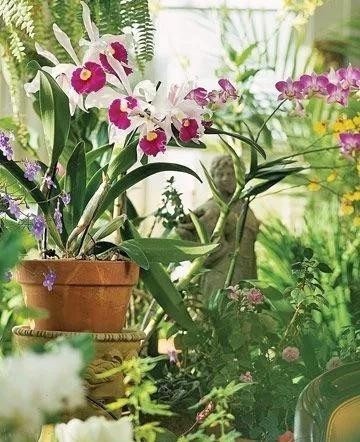 假鳞茎|卡特兰有“3怕”,知道的都是老花友,避开它们,根壮叶绿开花多