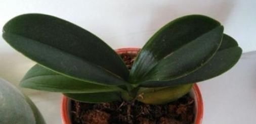 养君子兰,用上这“2种肥”,比什么淘米水、黄豆水强“100倍”