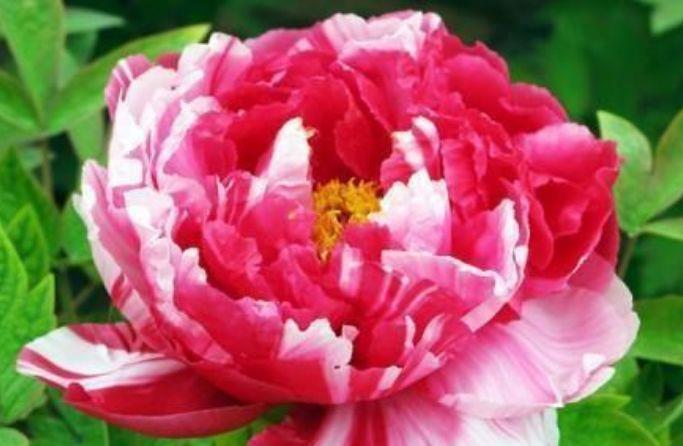 家里就养4种花,耐旱又耐晒,比牡丹美,比绿萝好养!