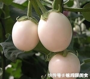 美容养颜|立秋后,不妨多食此菜,健胃消食,解毒,美容养颜,大肚子变平了