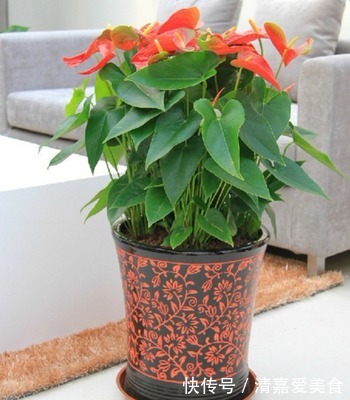 火火|过年之前,给家里养上6种花,花朵红红火火、寓意美好