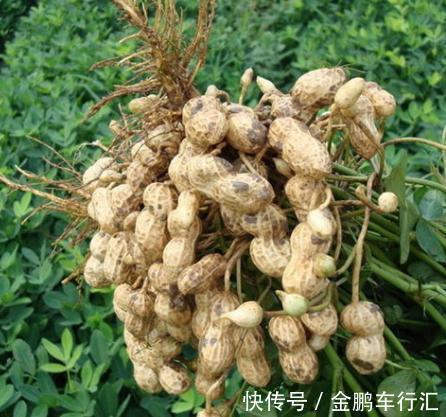 生吃花生和熟吃花生有啥区别？了解3大差别后，才知一直都错了