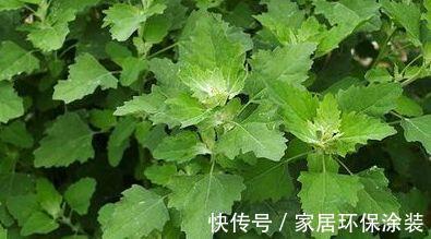冬病夏治|女人不想老的得快,夏天吃点天然野菜,美容养颜、抗衰老