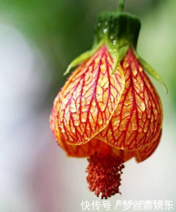 几种花养家里,堪称是“开花机器”,养在阳台极美