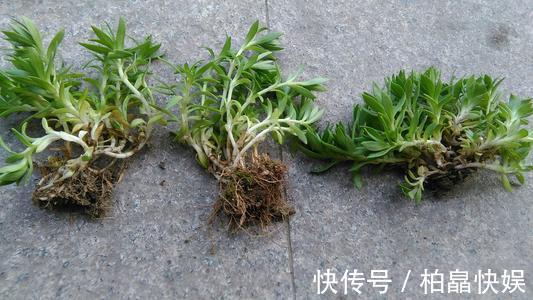 石头缝里的“野多肉”,看到挖几棵,种盆里,能长一大片,美死了