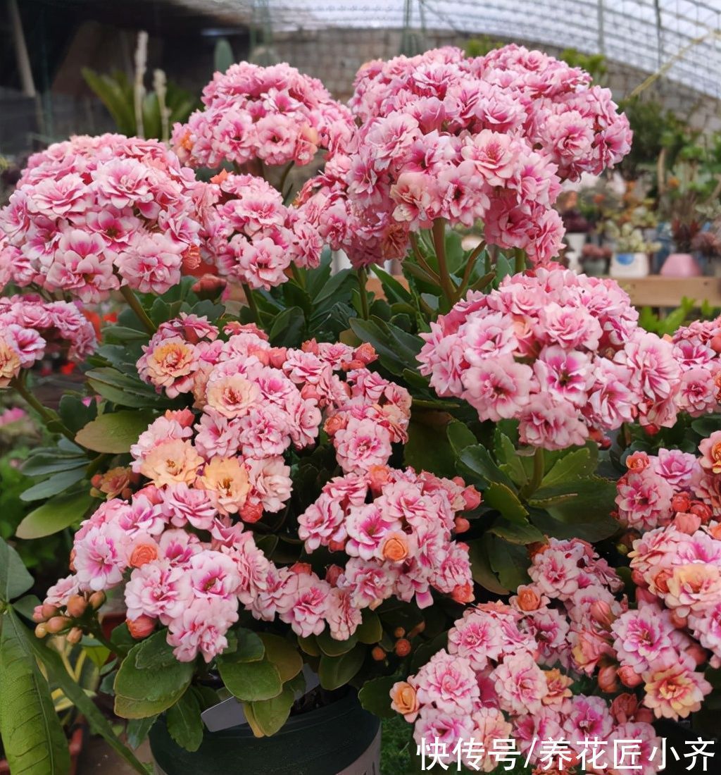 习性|长寿花习性要掌握,按照它的“4喜”养,四季都能开花,真漂亮