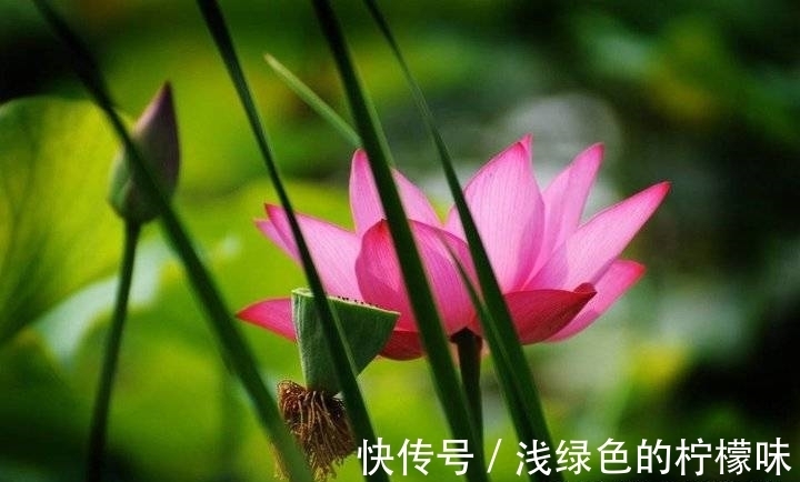 大明湖|大明湖百亩荷花鲜艳夺目，整个公园变成了鲜花的海洋