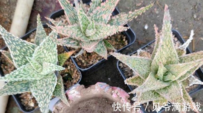 花友们|该怎么种植“家庭小药箱”芦荟？多注意4点，茎叶肥美多汁