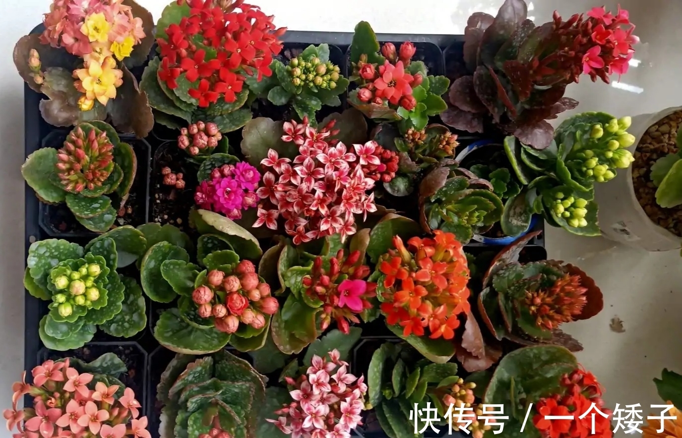 入秋后，长寿花这样养起来，避免它“装菜”不打花苞！