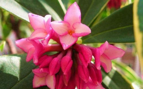 4种花堪称花中仙子，全年开花，花色清新秀丽，能给你一片花海