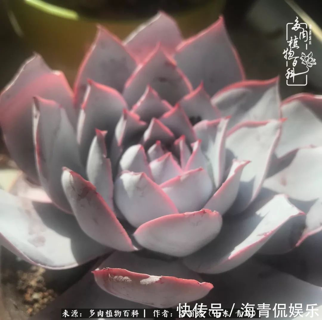 白月影|我和我的“多肉恋人”,怎么样有没有惊艳到你!