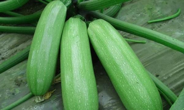 西葫蘆西葫蘆|長壽老人從不吃的3種“蔬菜”,卻是多數(shù)人餐桌上的“常客”!