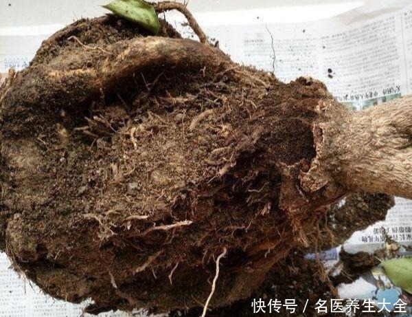 幸福树“害怕”2件事，做错一个，黄叶落叶不断，分分钟掉光头！