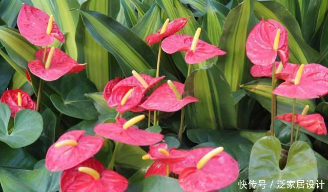 谁说红掌不好养,我第一个不同意,记住养护要点,叶子油绿开满花