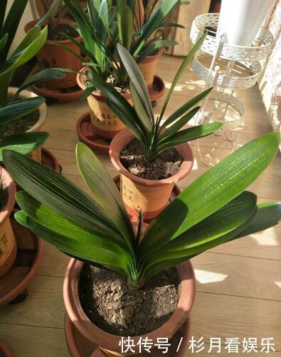 钾肥|做好“2件事”,君子兰“根壮”,新叶多,年年开“爆盆”