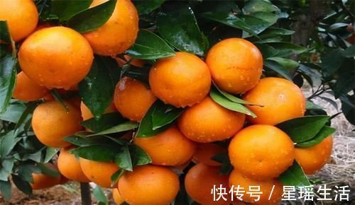 贫血|预防身体变老,不妨吃几种食物,改善贫血,淡化色斑,延缓衰老