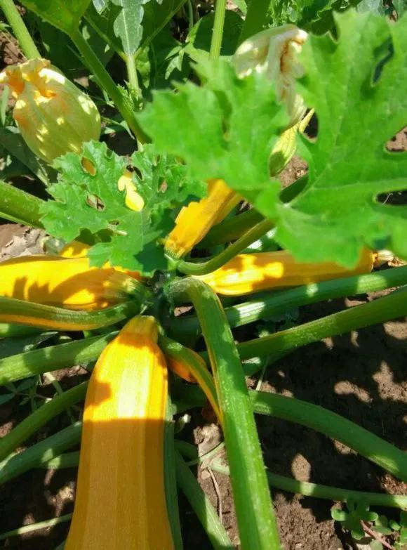 阳台种盆菜,比花还好看,结果还能吃,别提多美了