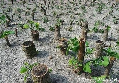 这些树被称“活化石”,还极好养,1根枝条插土里,浇水就能活