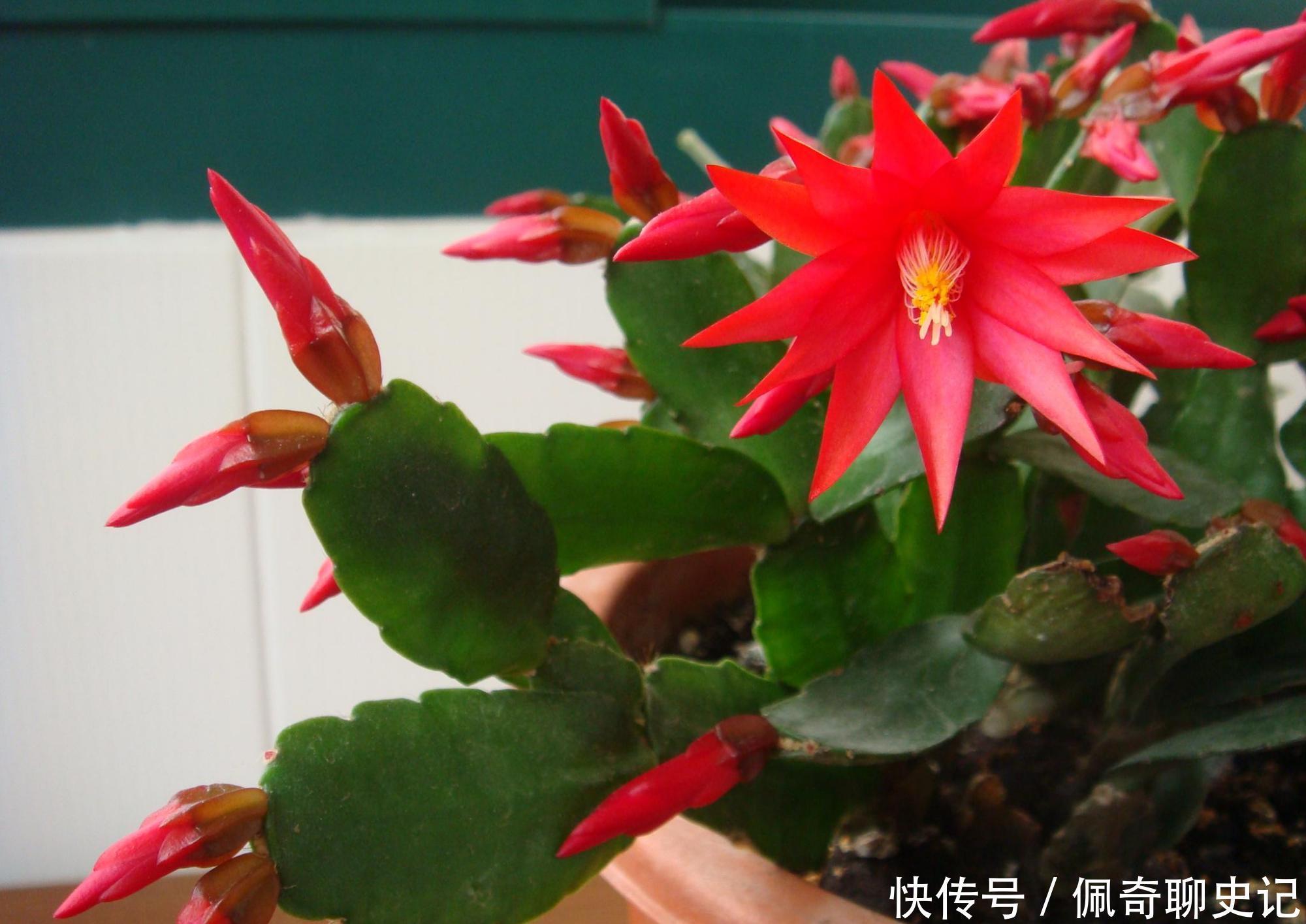 蟹爪兰开花后怎样修剪?做好这3步,二次开花很简单