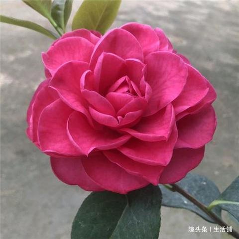 茶花开花少教你2招，花儿开满枝，年年开花多！