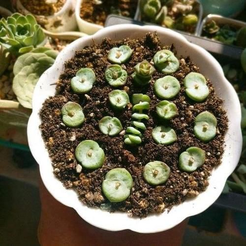 想让多肉钱串长爆盆，需要这些“技巧”辅助，你掌握了吗？