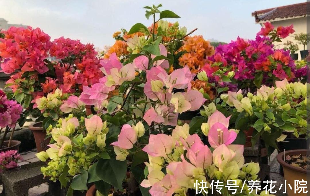 6种喜阳光的花,春天多搬出来晒太阳,长得旺开花多