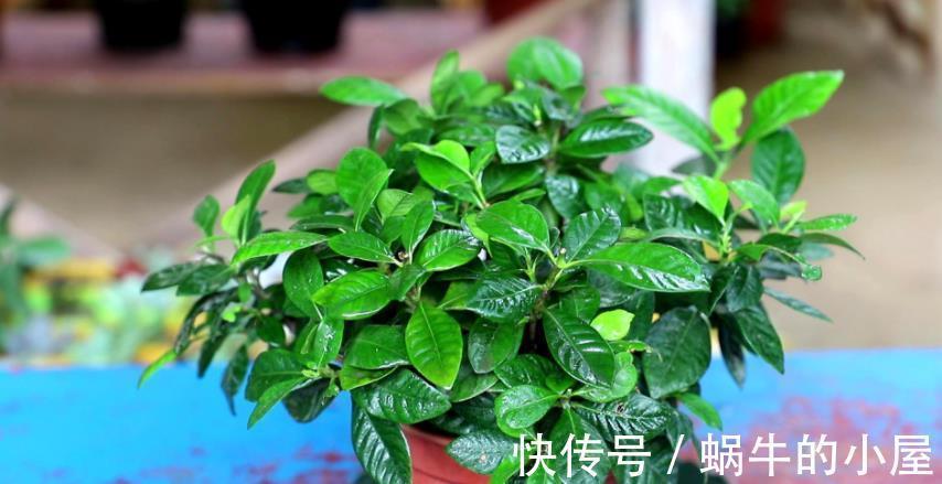 植物|都说养花该多修剪，但这3种植物，夏季剪多了反而不开花