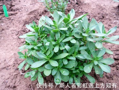 救心菜|乡下有种野菜,被称作“救心菜”“金不换”,价值很珍贵快要绝迹