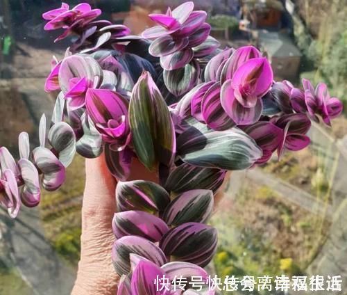 油画婚礼|吊兰中的贵族“油画婚礼”,一叶多色,好养易活,自带浪漫气息