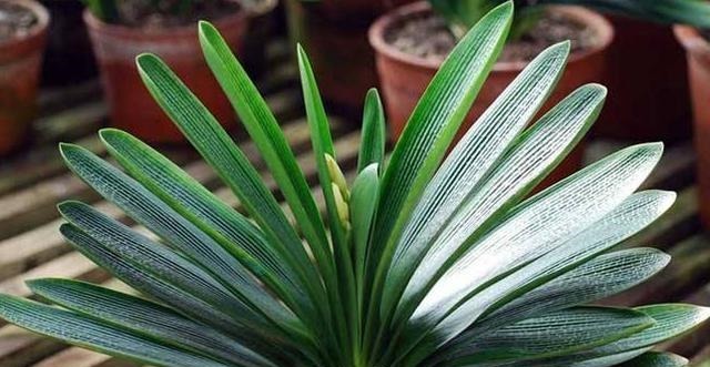 君子兰不开花,提前做好“几点”,花芽快分化,花剑“猛蹿”!