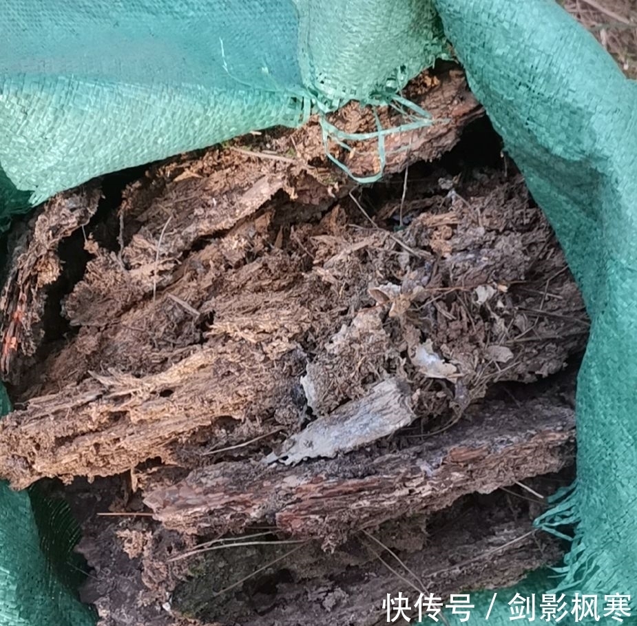 山上收集的腐烂松树皮可以用来养兰花吗?怎么使用兰花长势好