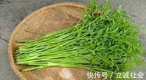 水芹菜|中年的人可以多吃3种食物,排毒养颜、延缓衰老,好吃也不贵!