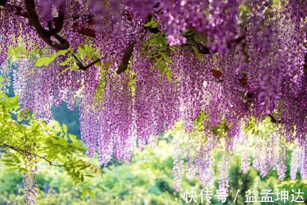 家有庭院绝不可错过的5种花,打造花海无压力,任谁看了都羡慕