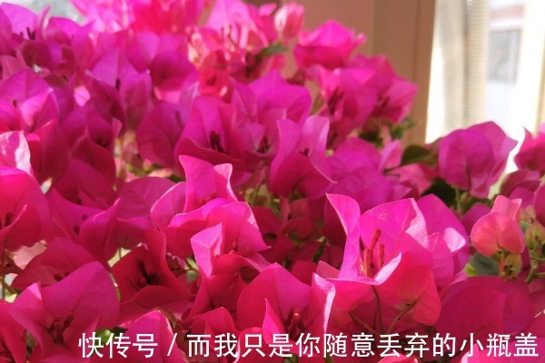 三角梅不开花咋办教你4个“妙招”,20天嗖嗖冒花芽,花开爆盆