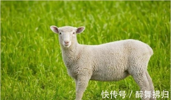 生肖|生肖羊的“最佳伴侣”，找对了幸福一生，找错了劳苦一生