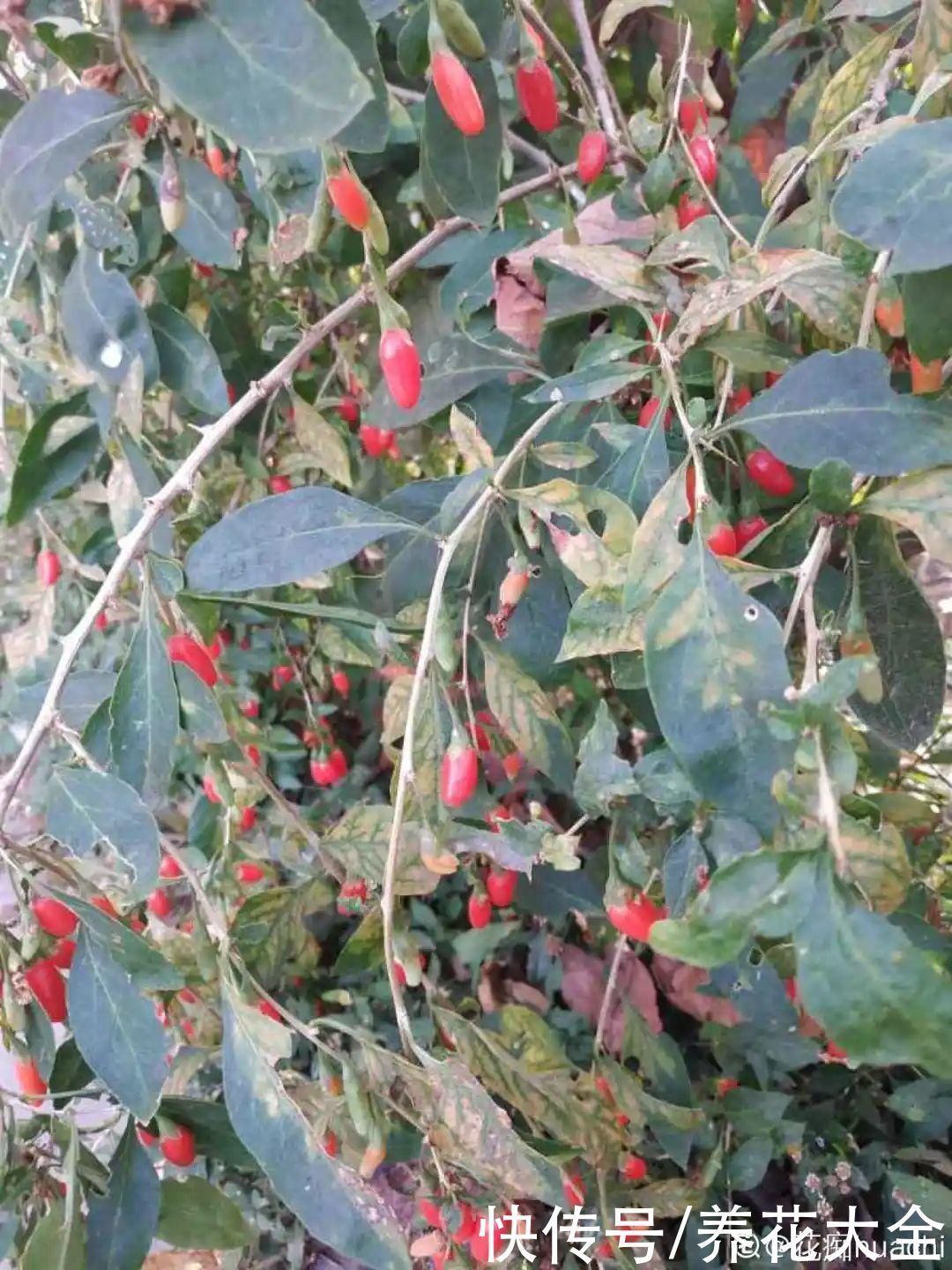 农村当柴烧的花，原来可以当盆景，给一千块也不卖