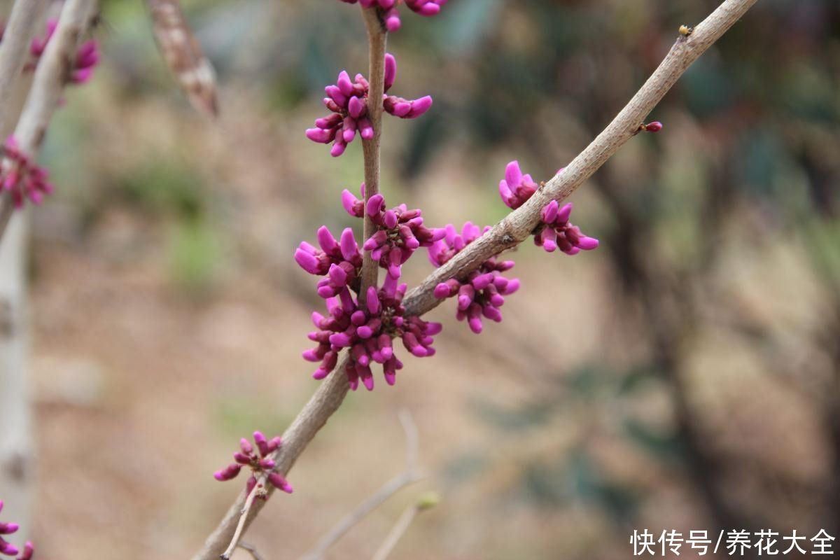 耐寒好养的紫荆，花朵直接开在树枝上，奇特又好看