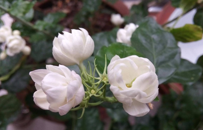 家养“6种花”，抓紧搬进屋，可保证后期生长顺利，芳香四溢