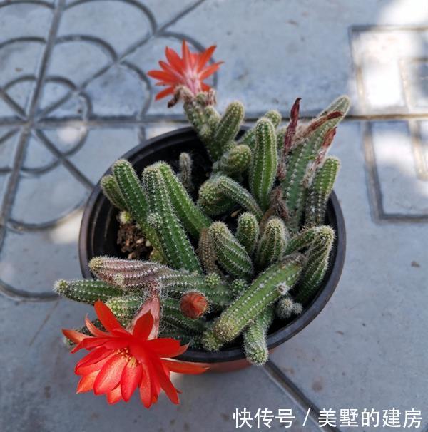 效果|仙人指的爆盆小窍门,爆满盆的效果真是好