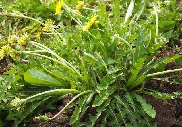 肝火旺盛|早起口干、口苦、口臭,不外乎是“三种火”,降火喝3茶,撇3习!