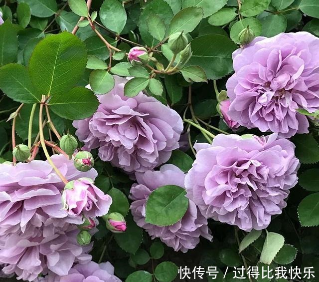 最值得养的月季,花色稀有,开花量大,一开就是300天,从不生病!