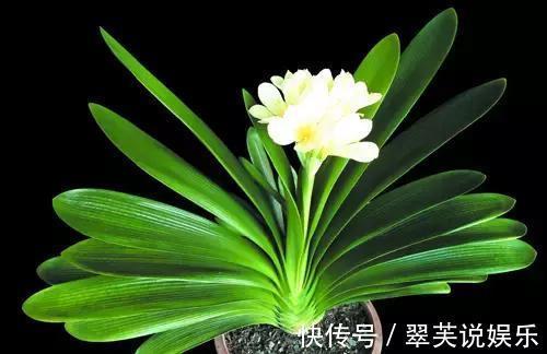 家家|家家都养君子兰,都养得好吗最全的君子兰养护技巧分享给大家