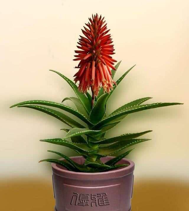 盆栽|夏季养芦荟,比起光照浇水,有“一点”更重要,侧芽多、长爆盆!