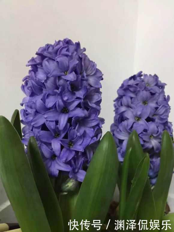 风信子|盛夏养花,就养这4款四季能开花,颜值高,又好养的花,懒人大爱