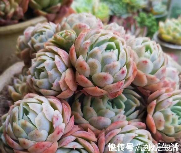 叶子|多肉单靠晒，能把叶子晒红吗？光照很有用，重点在合理利用
