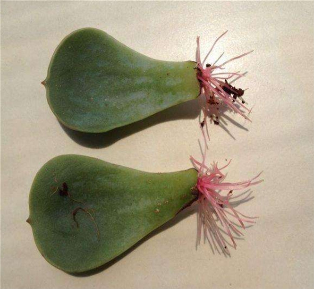 多肉扦插叶片，想快速“生根”得狠心“渴着养”，根须能挤爆盆