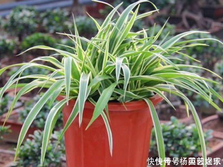 聪明人都养5种花,净化空气,越养越喜欢,又旺运